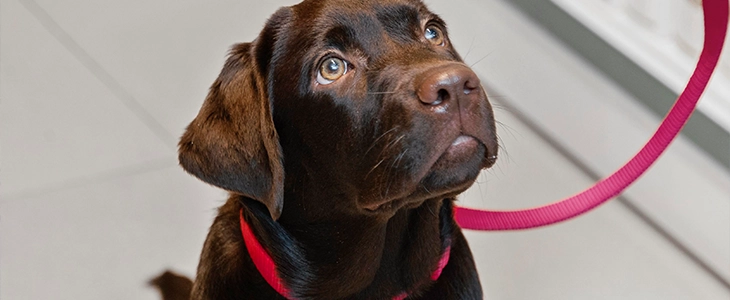 Köpeğiniz İçin Doğru Tasma Nasıl Seçilir?