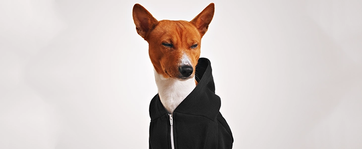 Köpeğinizin Karakterine Uygun Tasma Modelleri