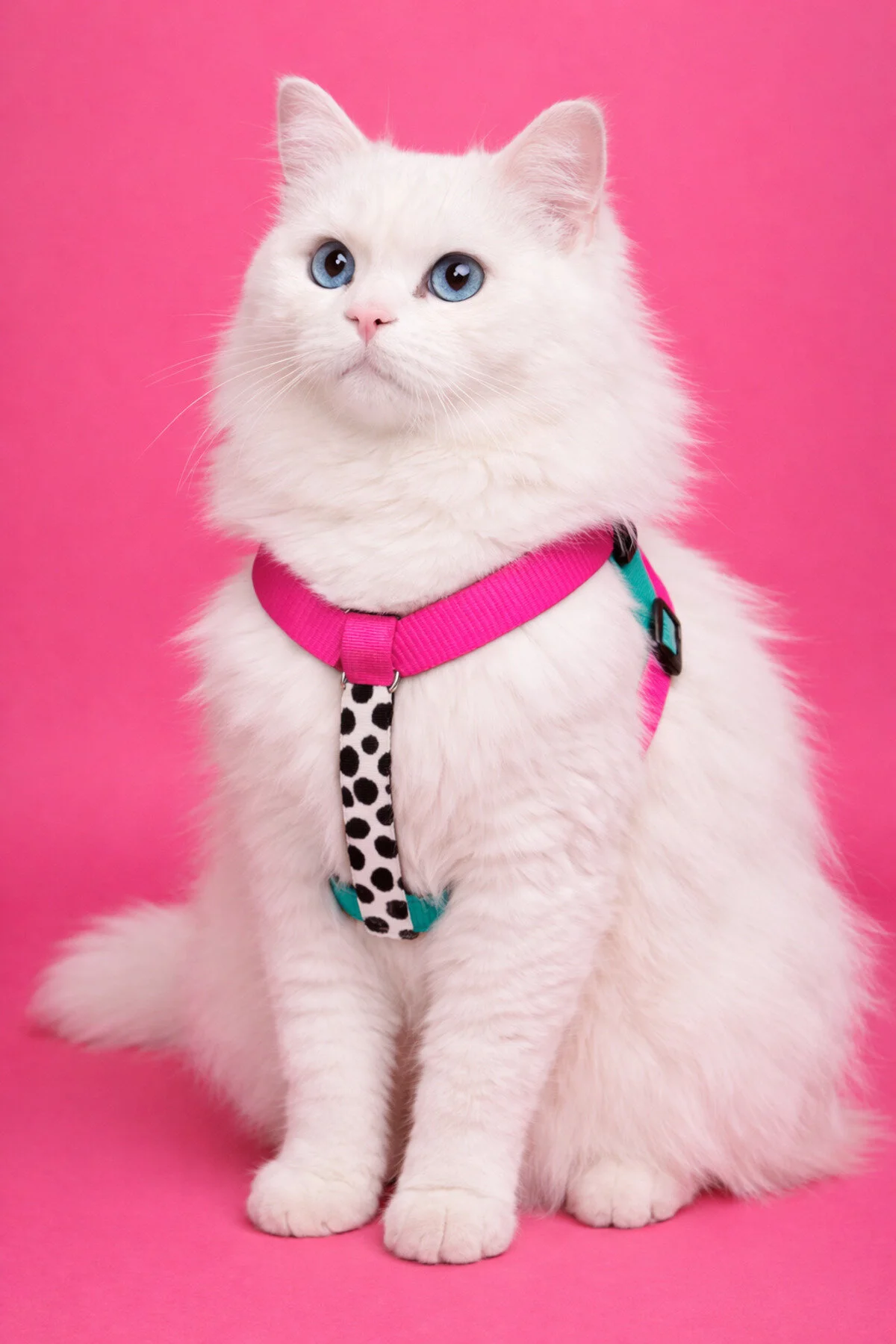 Kedi Göğüs Tasması Sugar Mood Çekiştirme Önleyici Ayarlanabilir H Tipi Tasma