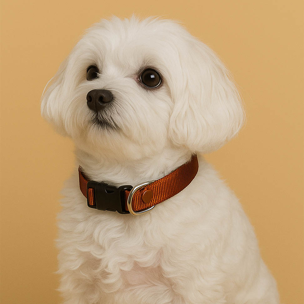 Caramel Mood Ayarlanabilir Köpek Boyun Tasması