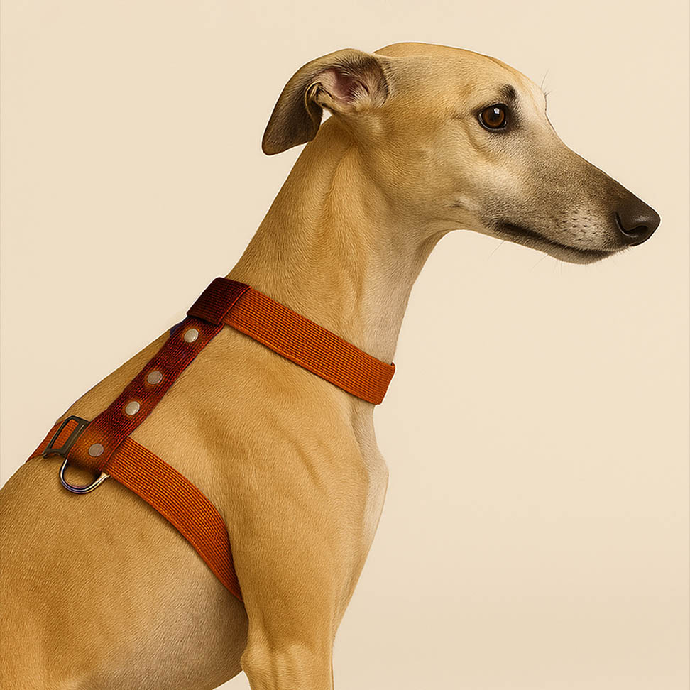 Caramel Mood Çekiştirme Önleyici Ayarlanabilir H Tipi Köpek Göğüs Tasması