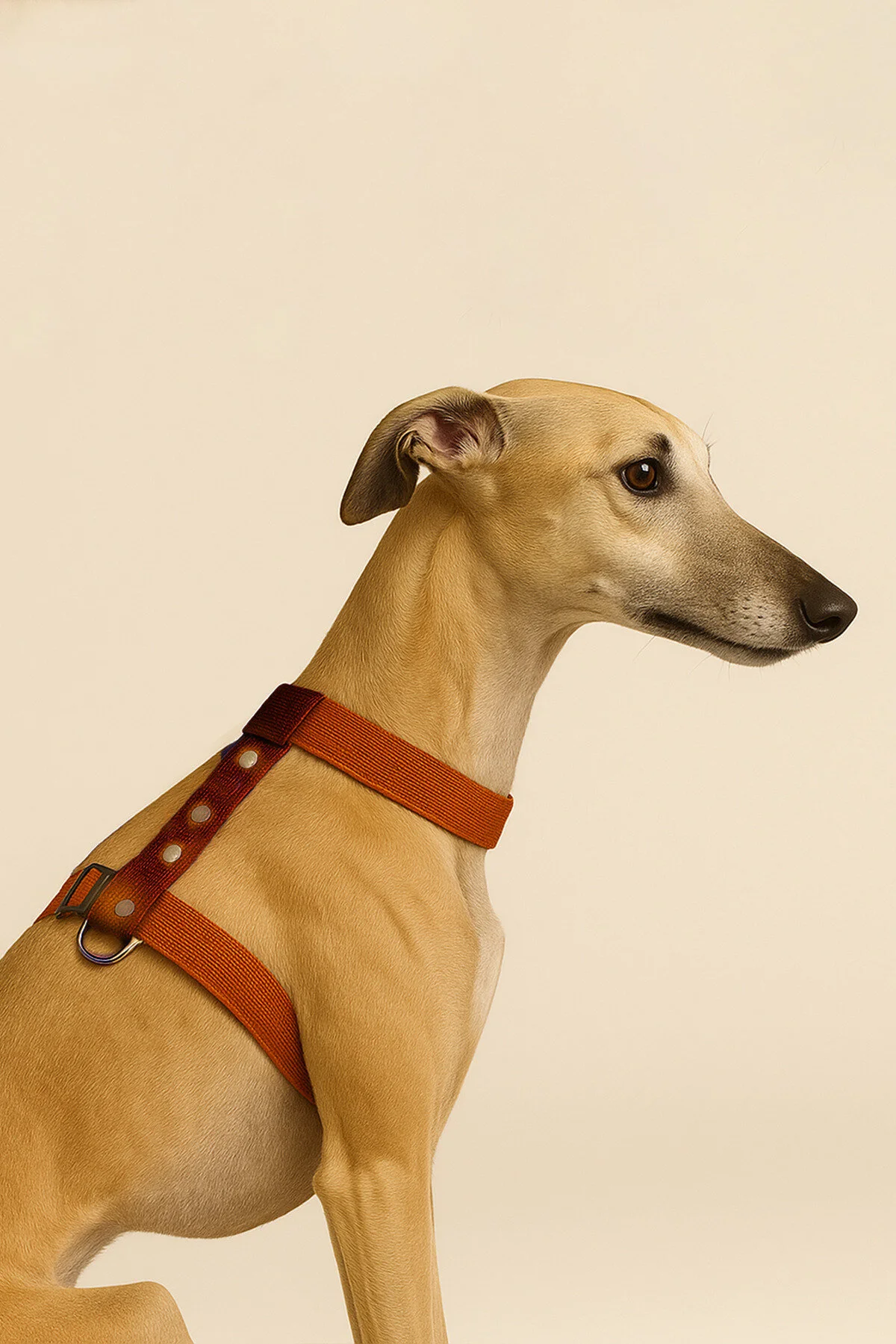 Kahverengi Çekiştirme Önleyici Ayarlanabilir H Tipi Köpek Göğüs & Gezdirme ve Boyun Tasması Seti