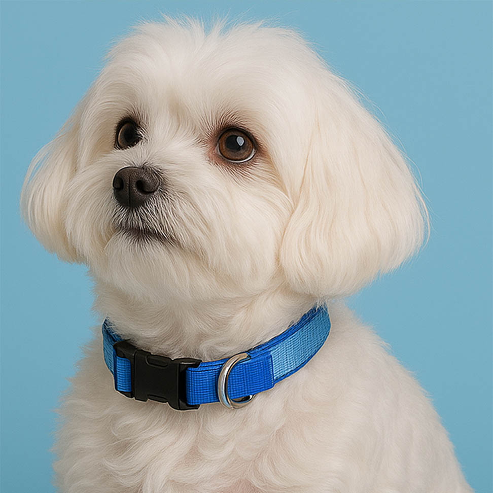 Sky Mood Ayarlanabilir Köpek Boyun Tasması