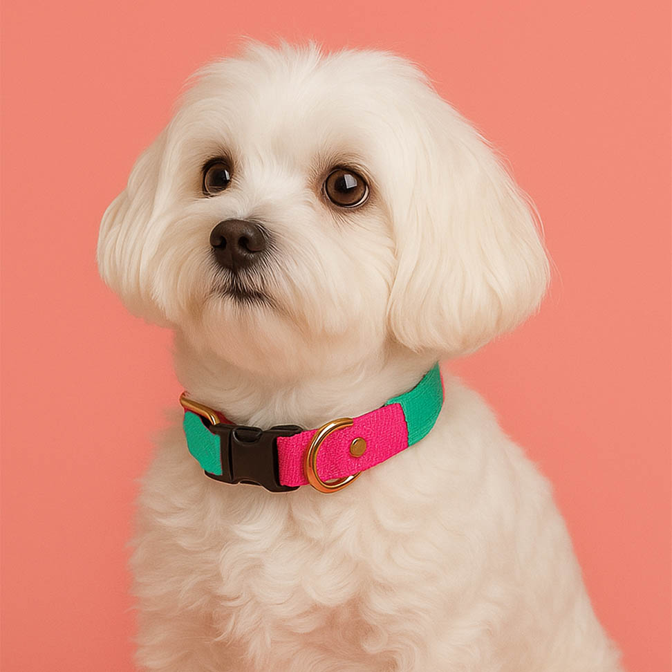 Sugar Mood Ayarlanabilir Köpek Boyun Tasması